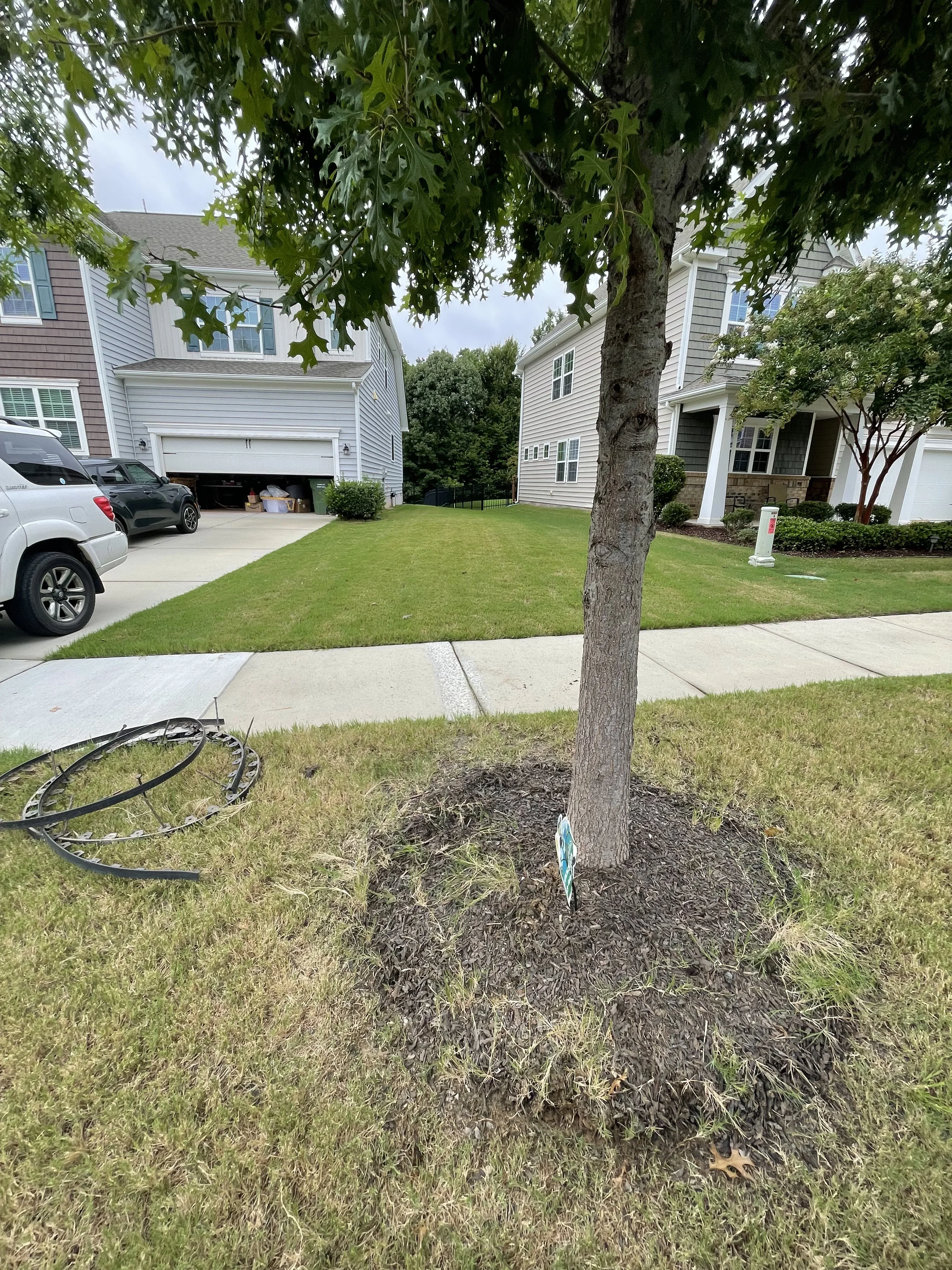 Fresh mulch bed around tree trunk with new concrete sidewalk and manicured lawn in residential front yard